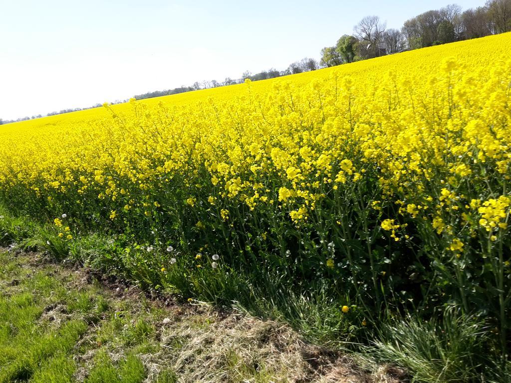 Ferienwohnungen Ruegen Findling Breege Esterno foto